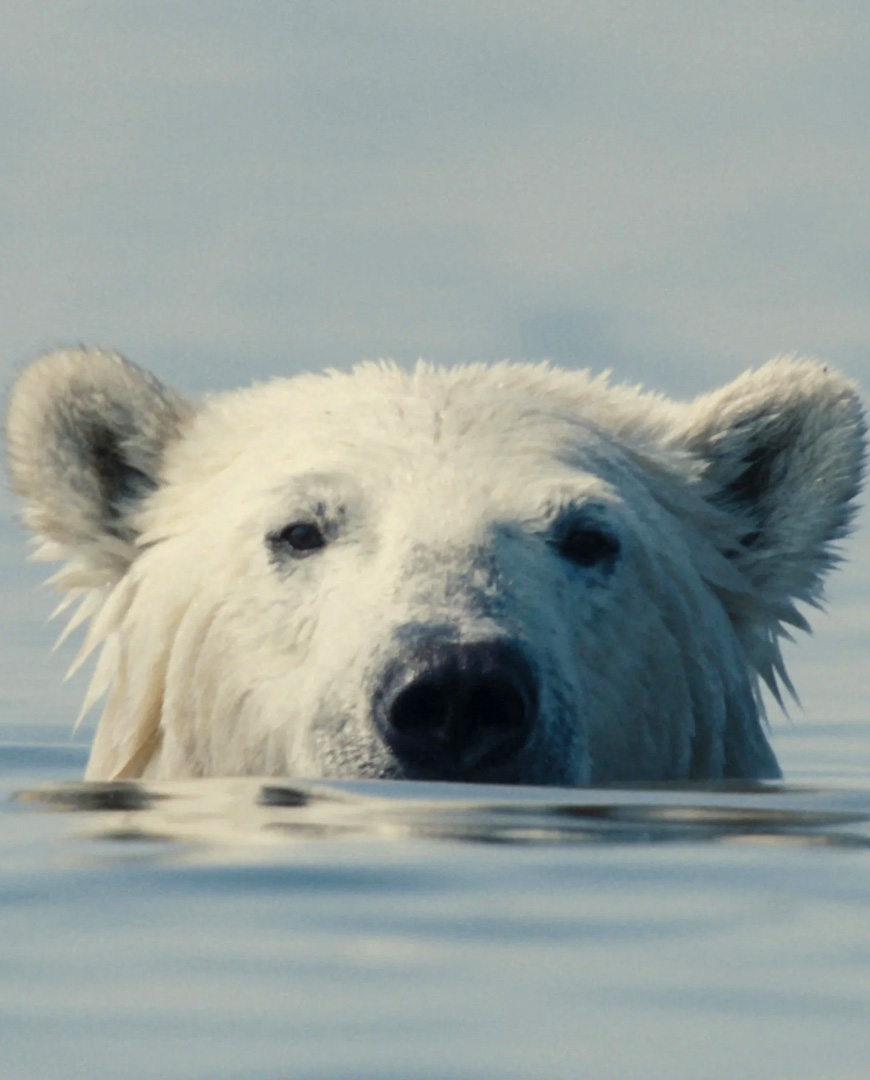 10 great films we saw at NZIFF 2026