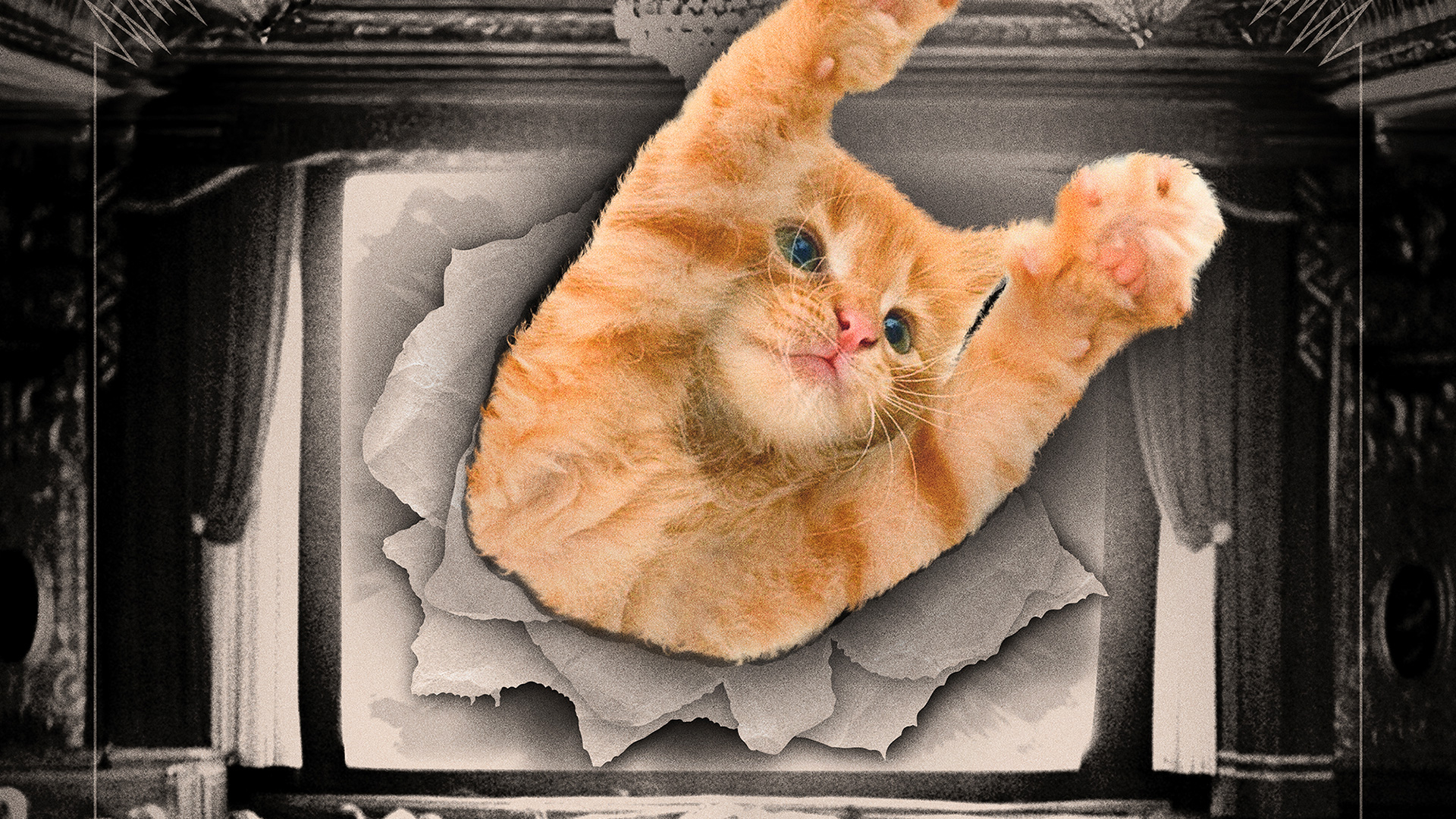 WTF is CatVideoFest and how has it taken over the world?