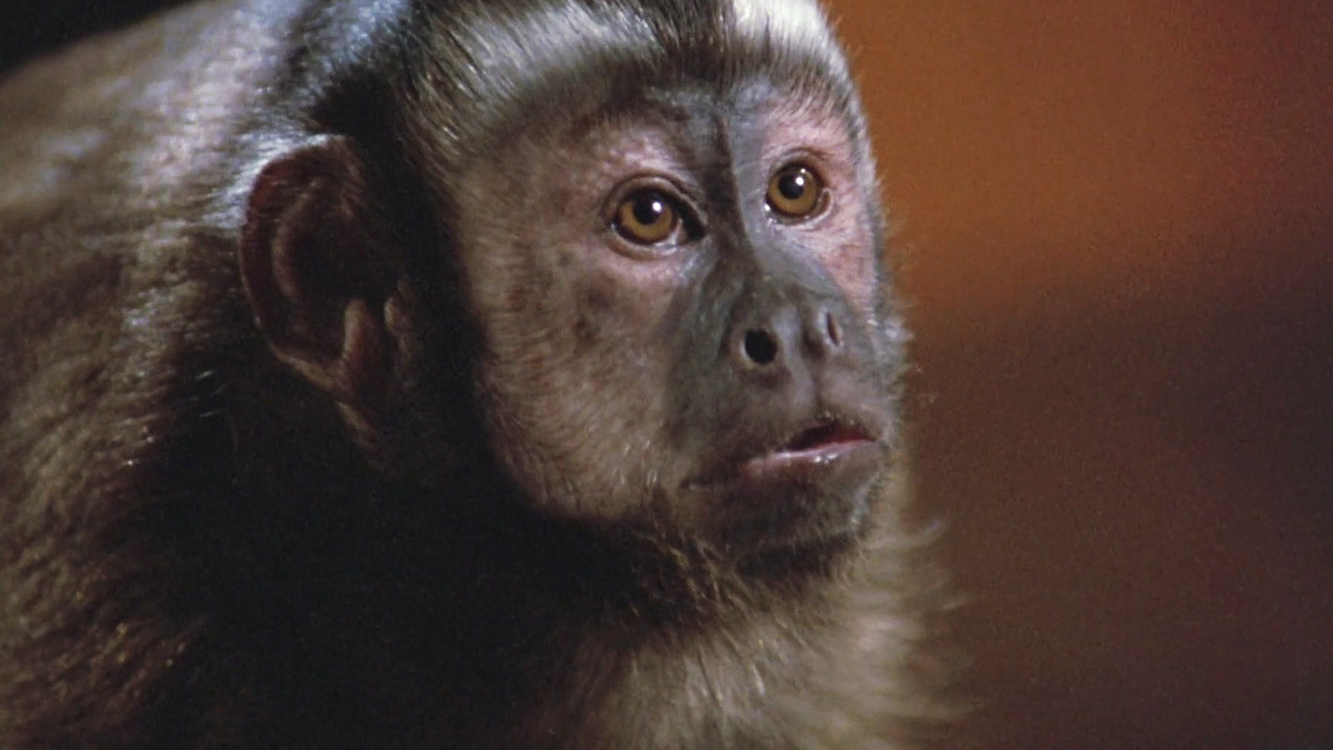 Retrospective: Monkey Shines is still the greatest evil monkey movie